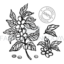 coffee outline monochrome design label vector illustration set