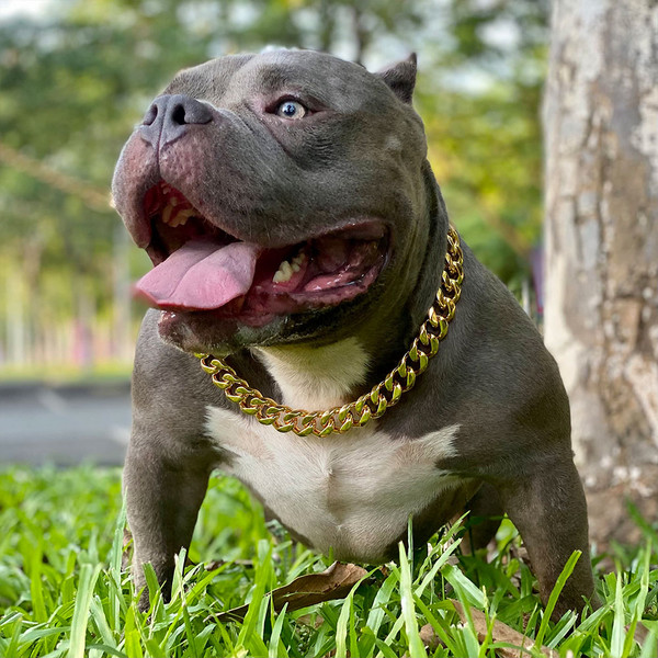 07_dog_chain_collar_with_secure_buckle.jpg