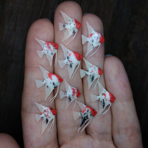 miniature-clay-angelfish-2.jpg