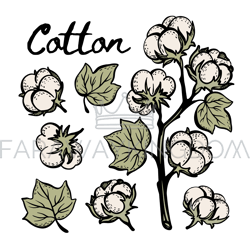 cotton colorful botany sketch clip art vector illustration set