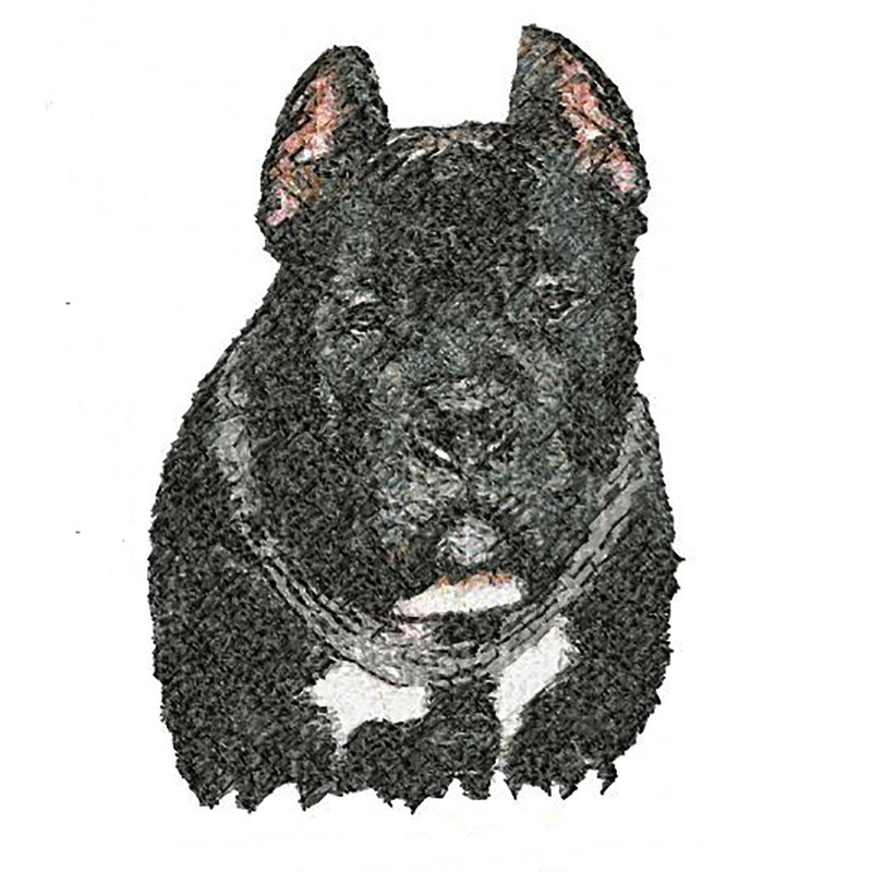 Cane Corso breed dog 1000.jpg