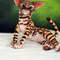 Bengal cat art doll animal  (8).JPG