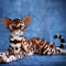 Bengal cat art doll animal 2.JPG