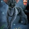 Grey Oriental Cat Toy (3).jpg