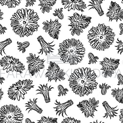 dandelion medical plant seamless pattern vector illustration