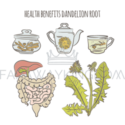 dandelion benefits medical pharmacy vector illustration set