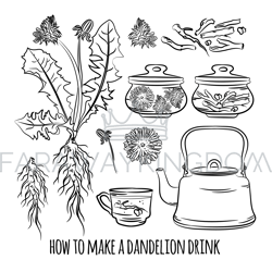 dandelion drink how make pharmacy vector illustration set