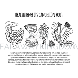 dandelion health benefits medical vector illustration scheme