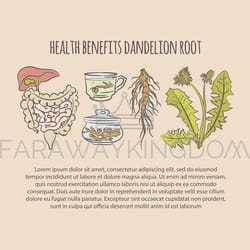 dandelion health benefits color pharmacy vector illustration