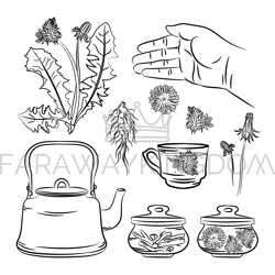 dandelion pharmacy application benefits vector illustration set