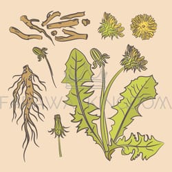 dandelion root pharmacy medical benefits vector illustration