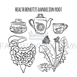 dandelion root benefits pharmacy vector illustration set