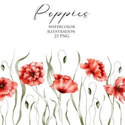 Watercolor floral clipart – Poppies. Wildflowers illustration, summer flowers, plant, blossom, blooming, bouquet.