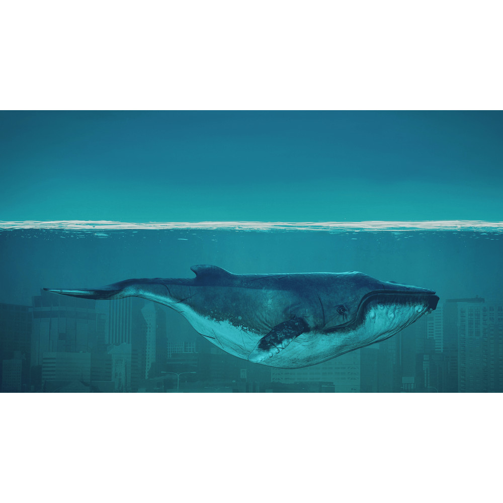 Whale.png