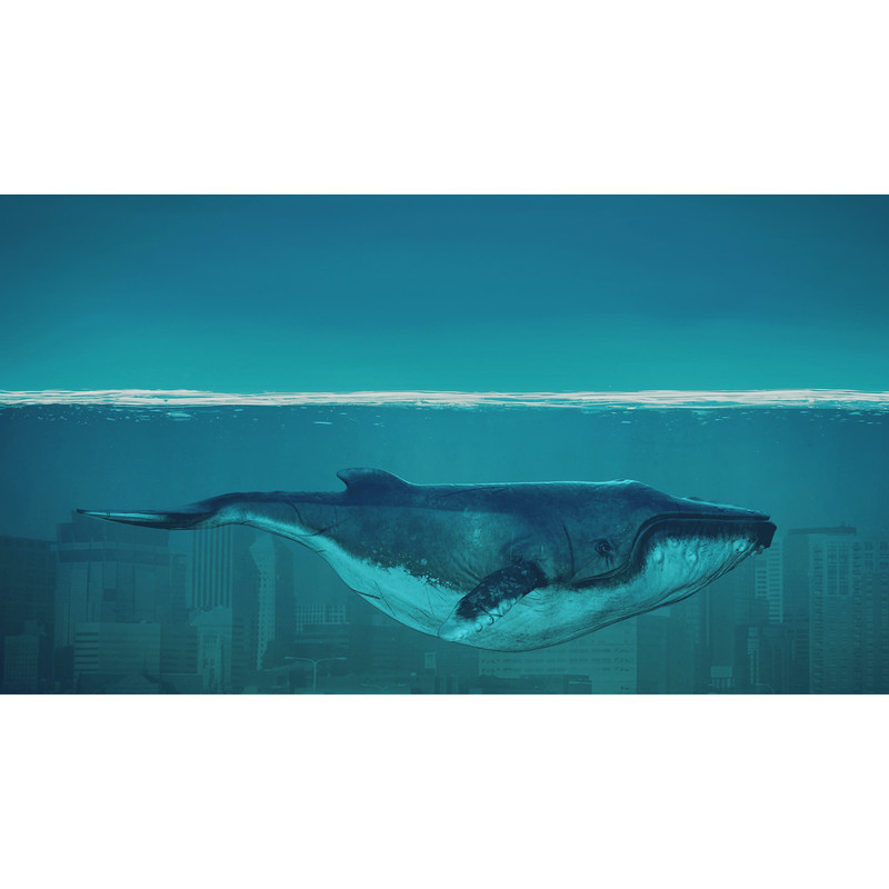 Whale.png
