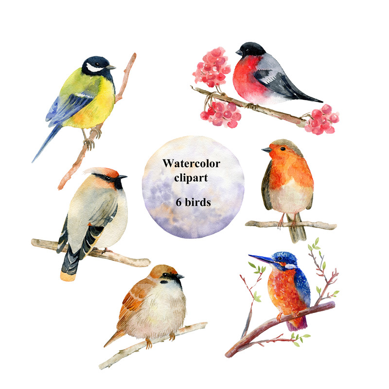 bird3.jpg