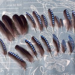 Natural bird feathers for dreamcatcher and collectible - Eurasian Jay\ Whole set