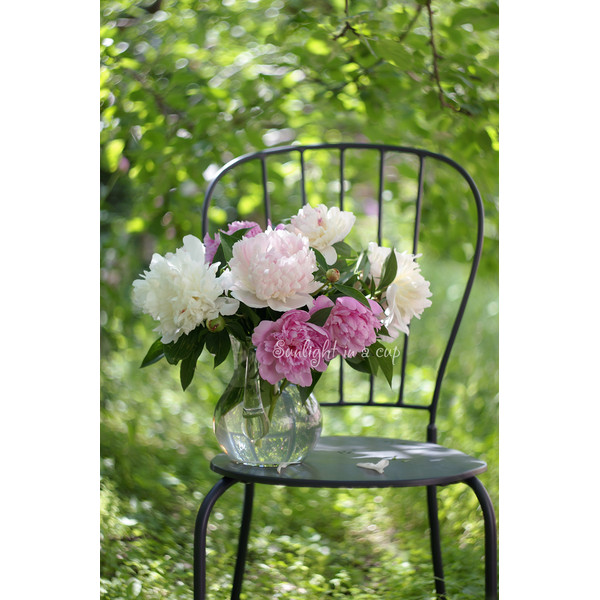 photo of a white and pink peonies