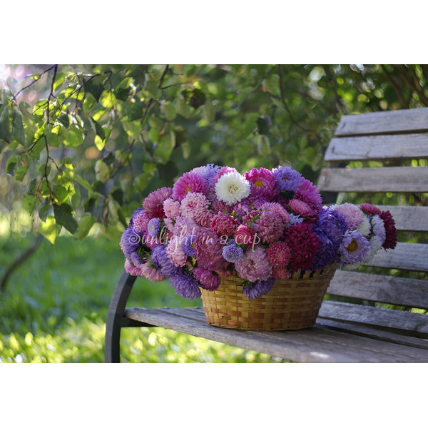 photo of basket full of colorful asters