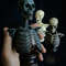 skeleton anatomy bust made of plastic bust has movable elements