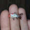 miniature-koi-goldfish-1.jpg
