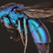 Cuckoo wasp Samsung Frame TV.png