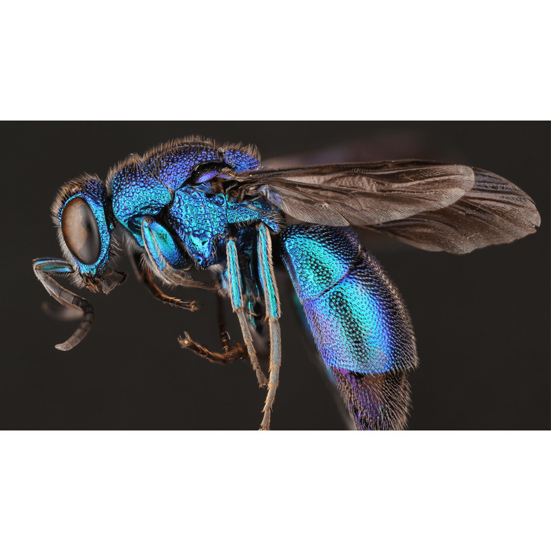 Cuckoo wasp Samsung Frame TV.png