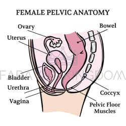 female pelvic anatomy monochrome education scheme vector set