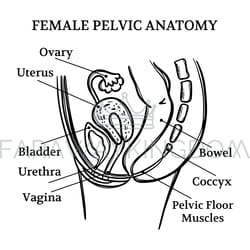 female pelvic anatomy monochrome education scheme vector set