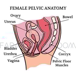 female pelvic healthy anatomy education scheme vector set