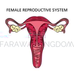 female reproductive system medicine education scheme vector