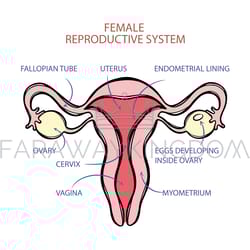female reproductive system scheme medicine education vector