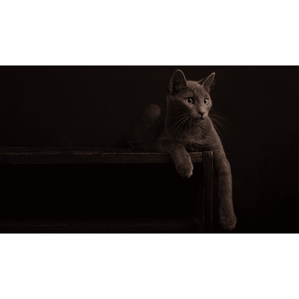 Cat Samsung Frame TV.png