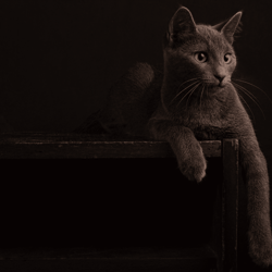 cat samsung frame tv