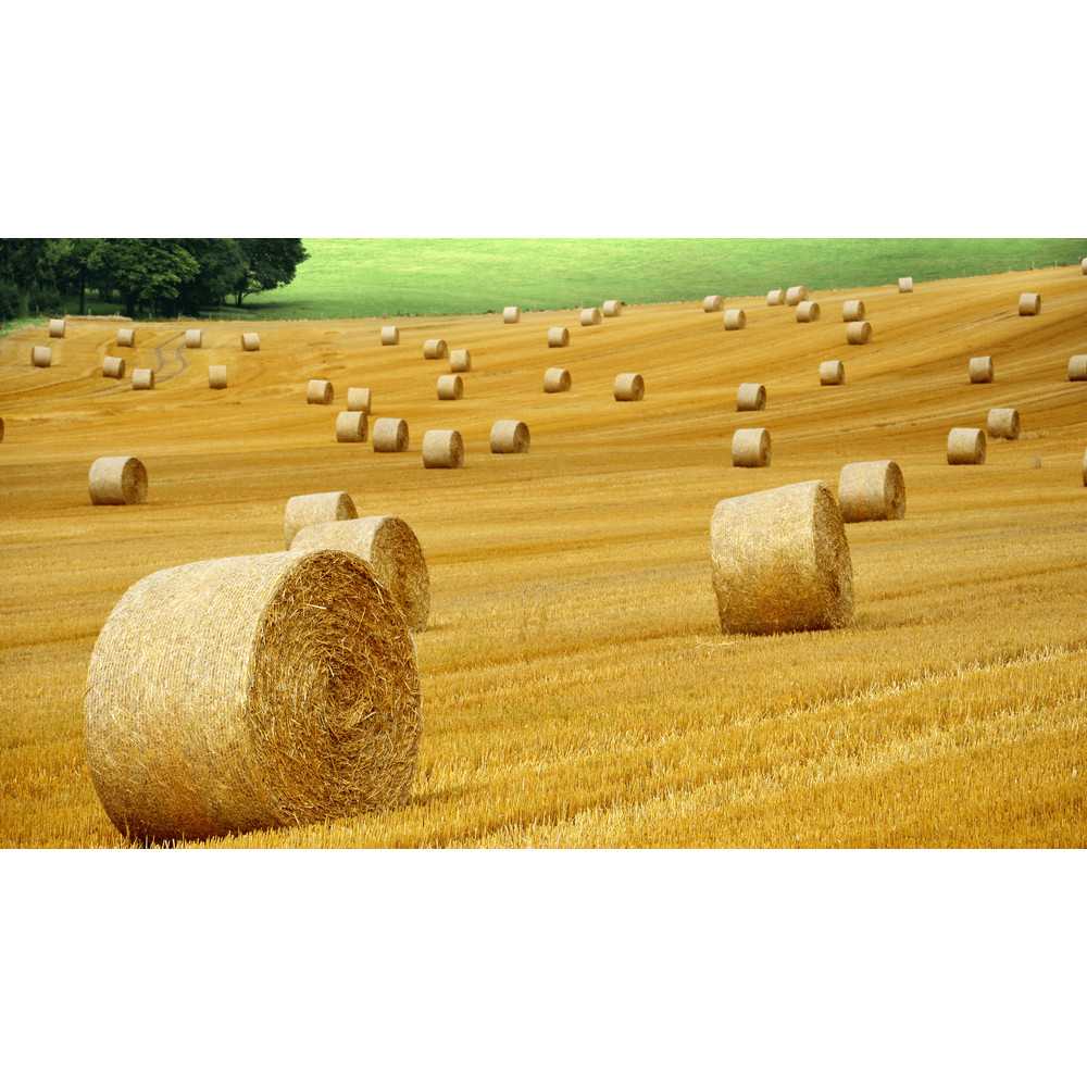 A field with straw bales Samsung Frame TV.png