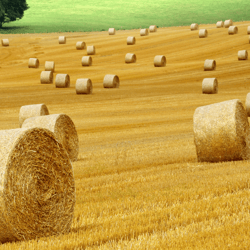 A field with straw bales Samsung Frame TV