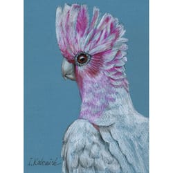 pink cockatoo bird. original colored pencil drawing 8x6''