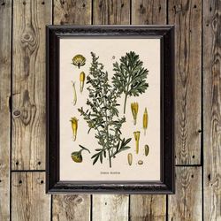 Artemisia Absinthium. 541.