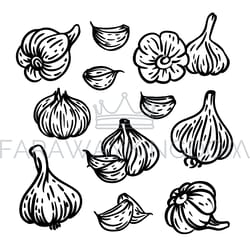 garlic spicy seasoning for menu food vector illustration set