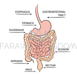 gastrointestinal tract health human nutrition vector set