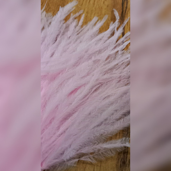 light pink feathers