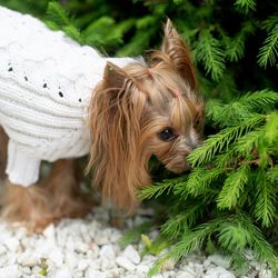 Knitted dog sweater Sweater for dog Iggy clothes Basenji clothes Sweater for Yorkshire Terrier Pet wear
