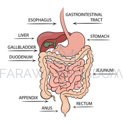 gastrointestinal tract structure medicine education diagram