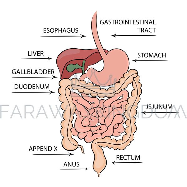 GASTROINTESTINAL TRACT STRUCTURE [site].png