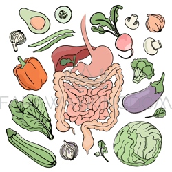 gastrointestinal tract vegan nutrition vector illustration