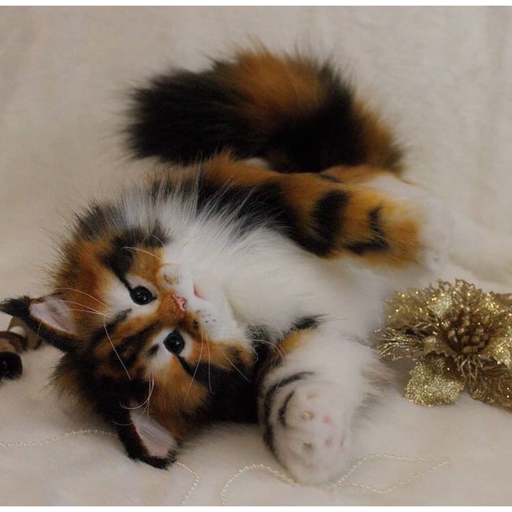 handmade-pattern-cat-maine-coon-kitten.jpg