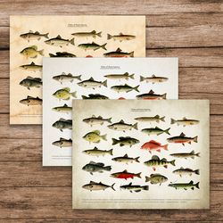 Fishes of North America, Freshwater Fish, Vintage Fish, Antique Freshwater Fish Art, Antique Freshwater Fish Art