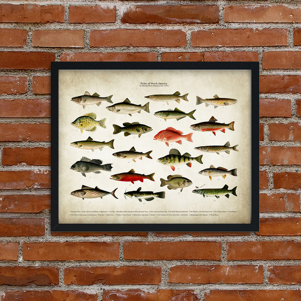 Fishes-of-North-America-4.jpg