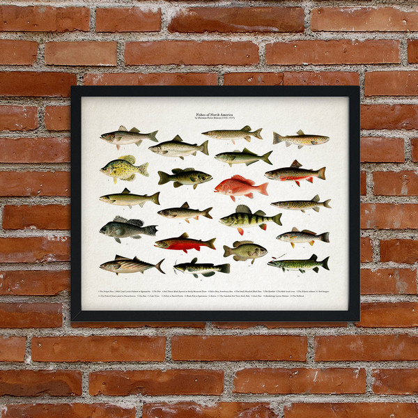 Fishes-of-North-America-5.jpg