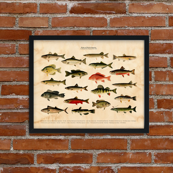 Fishes-of-North-America-6.jpg